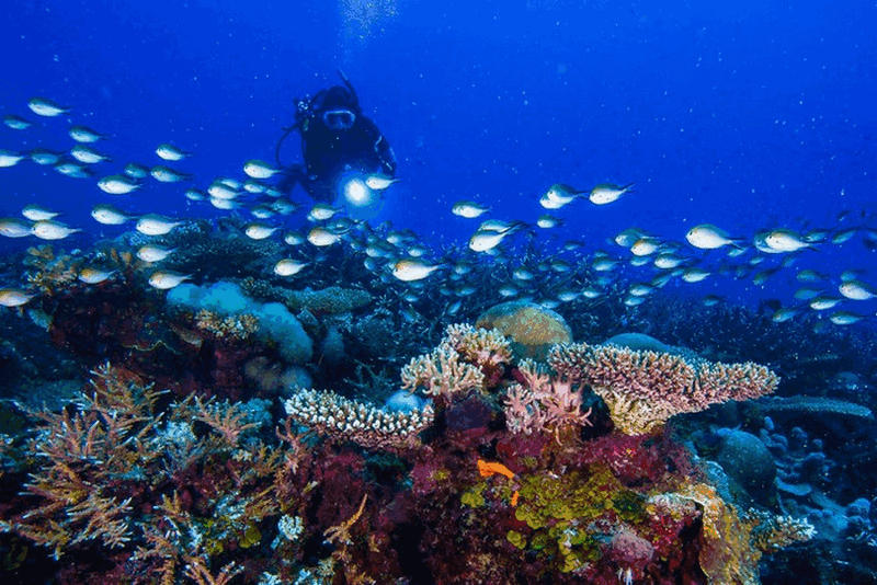 Tạp chí Du lịch Wanderlust Tips | Ghé thăm đảo Tioman, Malaysia cảm nhận cuộc sống bình yên