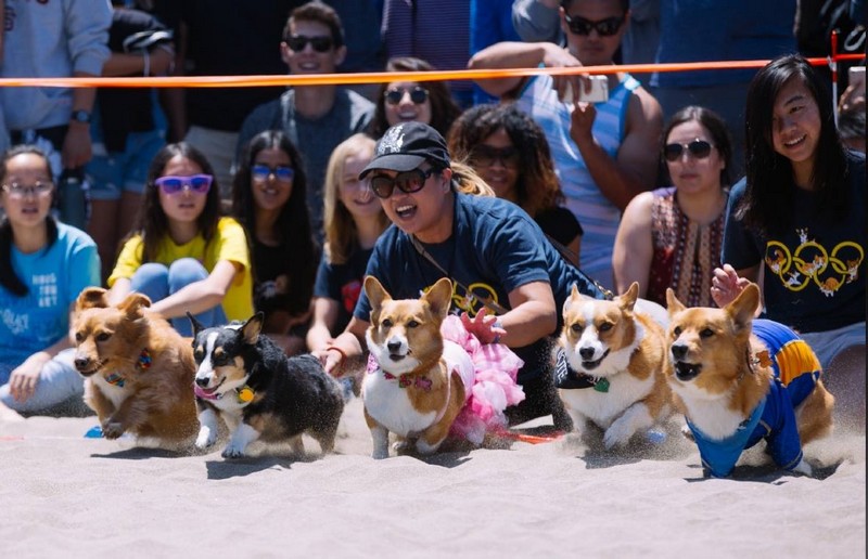 Tạp chí Du lịch Wanderlust Tips | Hơn 1000 chú chó corgi tham dự bữa tiệc bãi biển tại San Francisco
