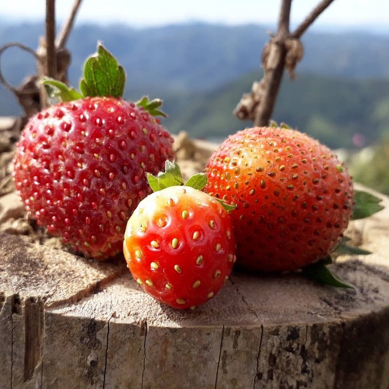 Tạp chí Du lịch Wanderlust Tips Ghé thăm trang trại dâu tây xinh đẹp tại Phoukhoun