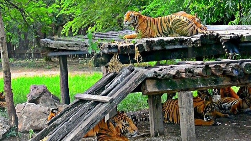 Những điểm du lịch safari ở Đông Nam Á 9 tạp chí wanderlust tips du lịch Safari