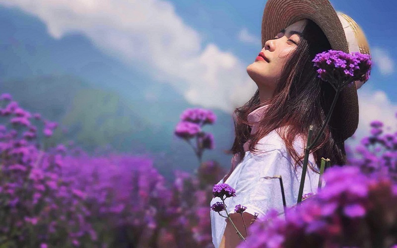 Tạp chí Du lịch Wanderlust Tips | Đến Sa Pa tháng 6, ngây ngất vườn oải hương thảo khoe sắc tím