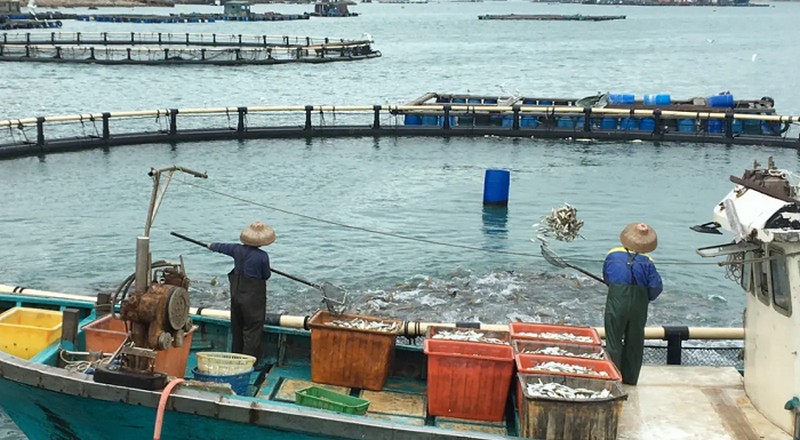 Tạp chí Du lịch Wanderlust Tips | Du lịch Hồng Kông: Một ngày làm ngư dân ở Lamma Fisherfolk