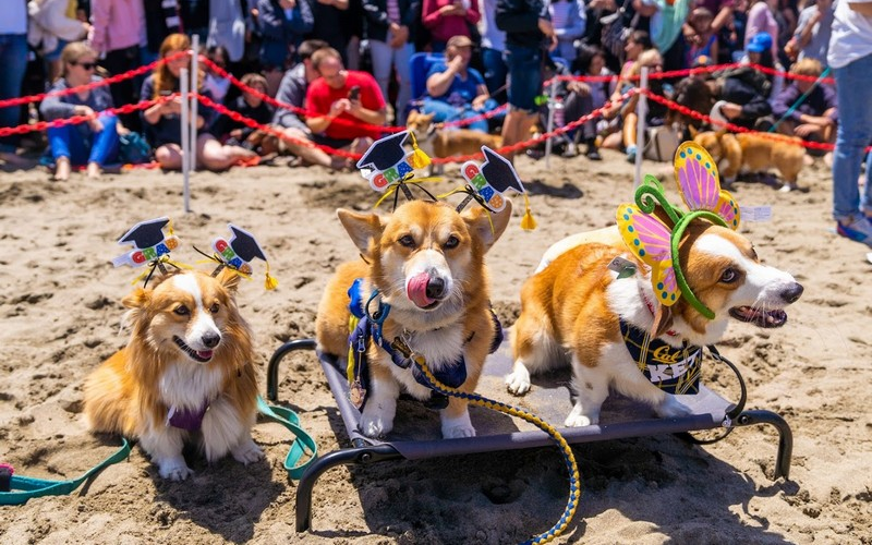 Hơn 1.000 chú chó Corgi tham dự bữa tiệc bãi biển tại San Francisco 5 Tạp chí Du lịch Wanderlust Tips | Hơn 1000 chú chó corgi tham dự bữa tiệc bãi biển tại San Francisco