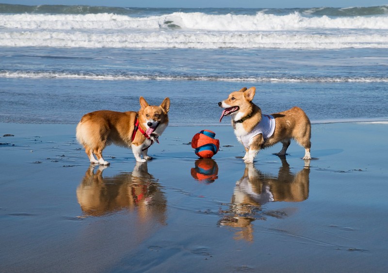 Tạp chí Du lịch Wanderlust Tips | Hơn 1000 chú chó corgi tham dự bữa tiệc bãi biển tại San Francisco