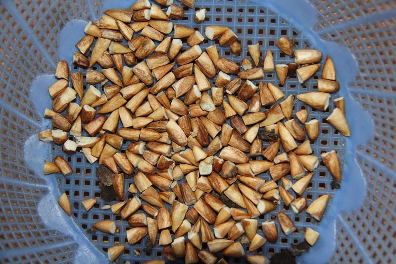 wanderlust tips mut hat bang mon dac san in dam dau an con dao 4