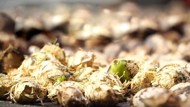 Tạp chí Du lịch Wanderlust Tips | Mứt hạt bàng: Món đặc sản in đậm dấu ấn Côn Đảo