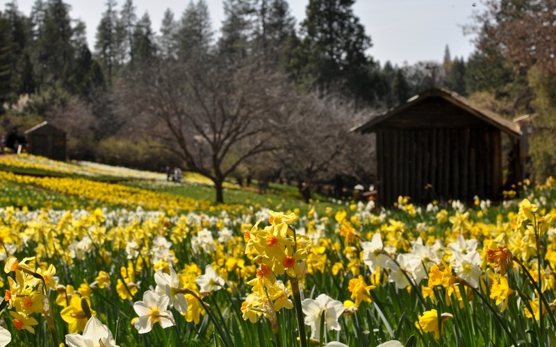Tạp chí Du lịch Wanderlust Tips Đóng cửa đồi hoa thủy tiên nổi tiếng Daffodil Hill ở California, Mỹ