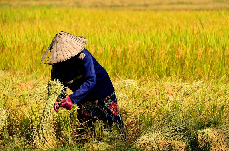 Dạo bước ở Si Phan Don, Lào 14 Tạp chí Wanderlust Tips Kinh nghiệm dạo bước ở Si Phan Don, Lào