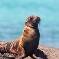 Wanderlust Tips luu giu nhung buc anh sinh dong ve the gioi tu nhien o Galápagos Ecuador 02