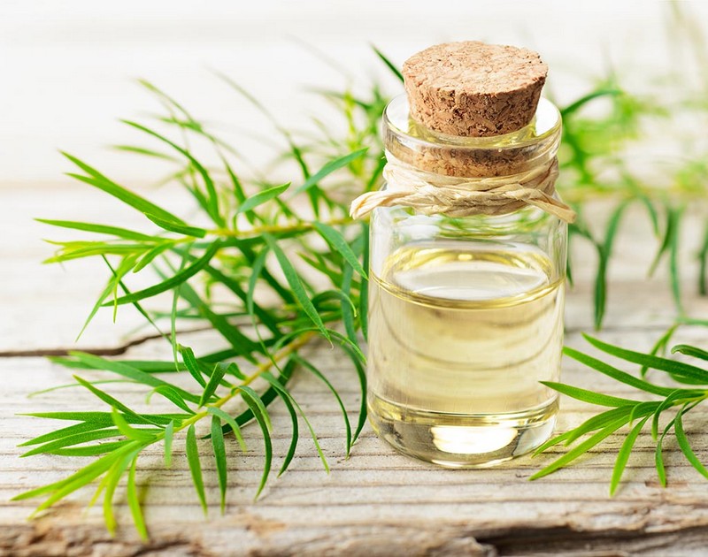 Wanderlust Tips nhung loai tinh dau co tac dung duoi muoi va con trung 05