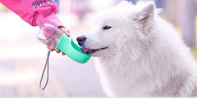 Những phụ kiện dành riêng cho hành trình du lịch với thú cưng 8 Wanderlust Tips nhung phu kien danh rieng cho hanh trinh du lich voi thu cung 03 e1563252826546