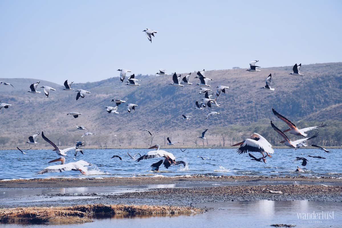 Kenya: Những điều tôi thực sự thấy 9 Tạp chí Du lịch Wanderlust Tips Kenya: Những điều tôi thực sự thấy - khám phá