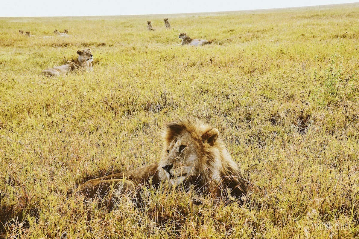 Kenya: Những điều tôi thực sự thấy 8 Tạp chí Du lịch Wanderlust Tips Kenya: Những điều tôi thực sự thấy - khám phá