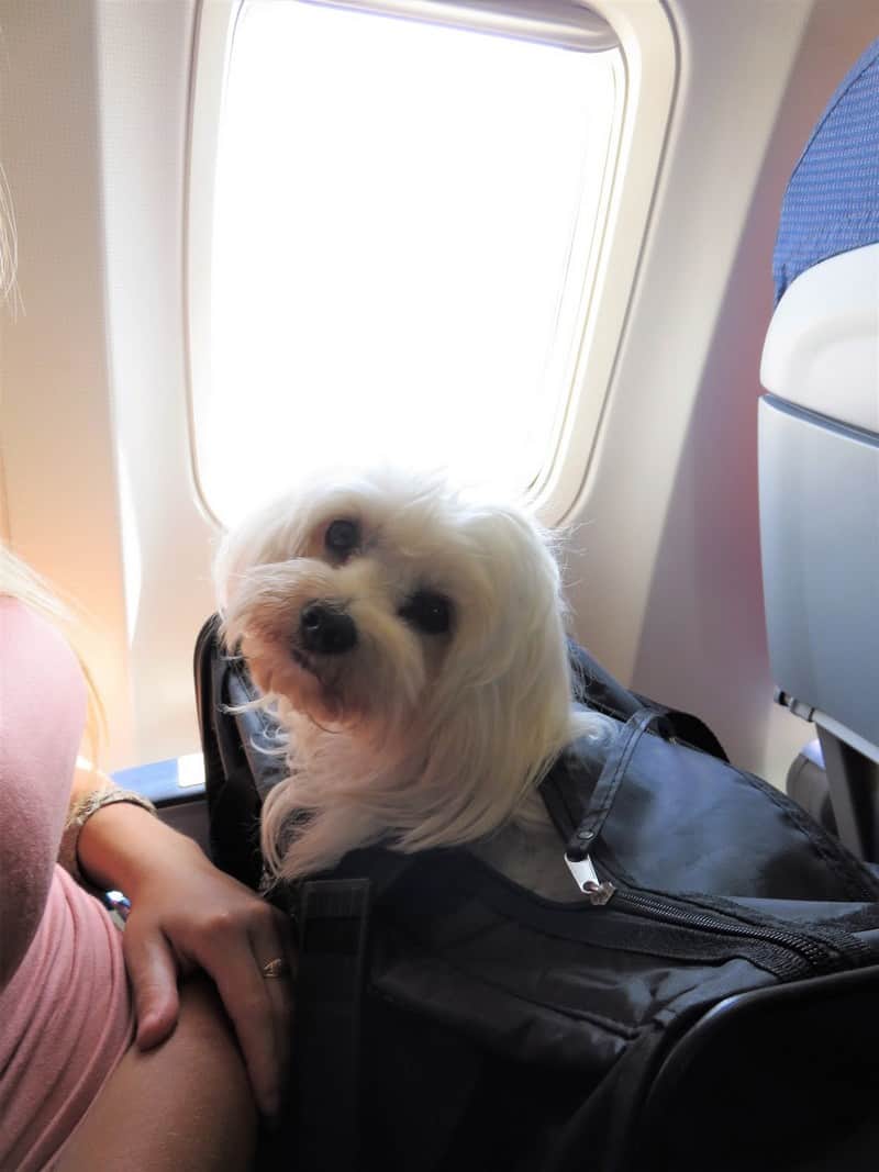 Du lịch với thú cưng cùng những hãng hàng không nổi tiếng 6 Tạp chí Du lịch Wanderlust Tips Du lịch với thú cưng cùng những hãng hàng không nổi tiếng