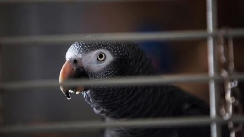 Du lịch với thú cưng cùng những hãng hàng không nổi tiếng 8 Wanderlust Tips du lich voi thu cung cung nhung hang hang khong noi tieng 08