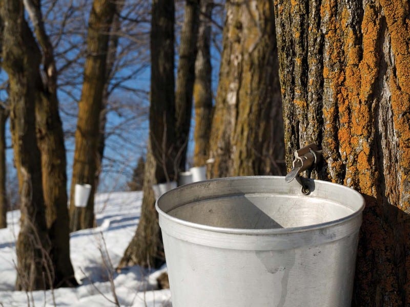 Tạp chí Du lịch Wanderlust Tips Tan chảy trước hương vị siro ngọt ngào được làm từ cây phong ở Canada