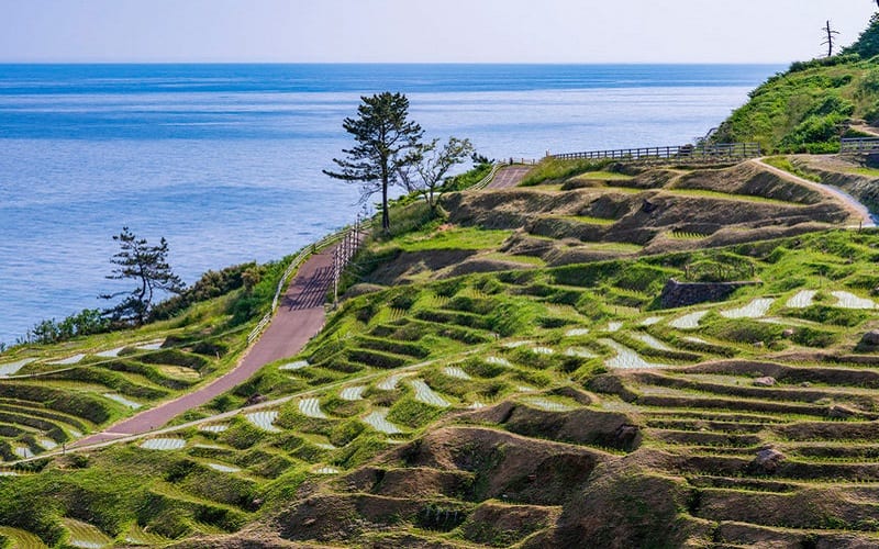 Tạp chí Du lịch Wanderlust Tips | Chiêm ngưỡng ruộng bậc thang Shiroyone Senmaida đẹp lịm tim ở Nhật Bản