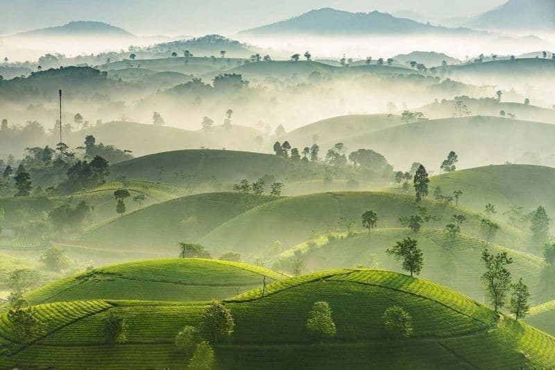 Tạp chí Du lịch Wanderlust Tips | Đến Phú Thọ check-in ngay đồi chè Long Cốc đẹp mê mẩn