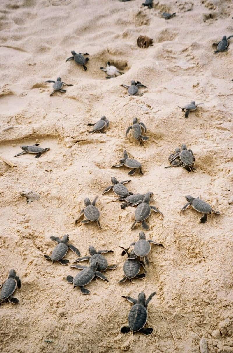 wanderlust tips hanh trinh bao ve loai rua bien con dao 10