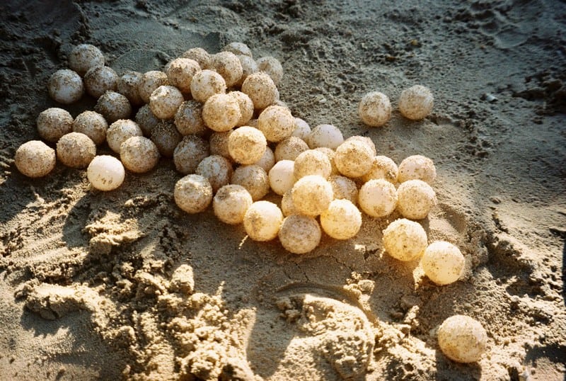 wanderlust tips hanh trinh bao ve loai rua bien con dao 2