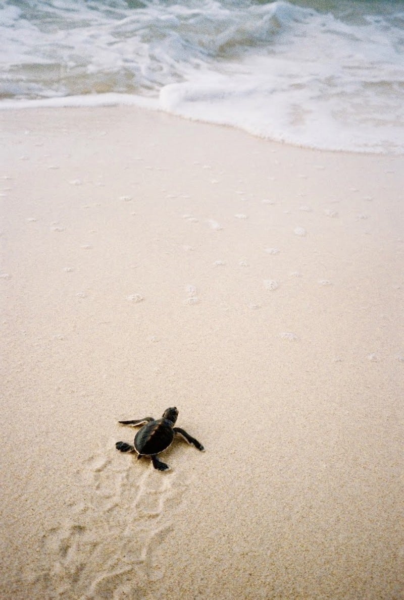 wanderlust tips hanh trinh bao ve loai rua bien con dao 3