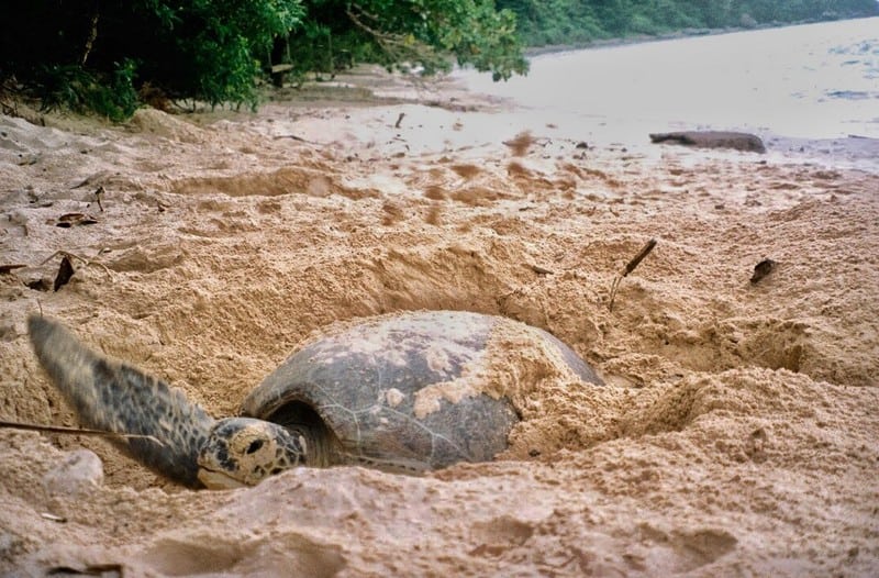 wanderlust tips hanh trinh bao ve loai rua bien con dao 4