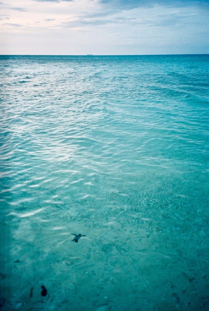 wanderlust tips hanh trinh bao ve loai rua bien con dao 9