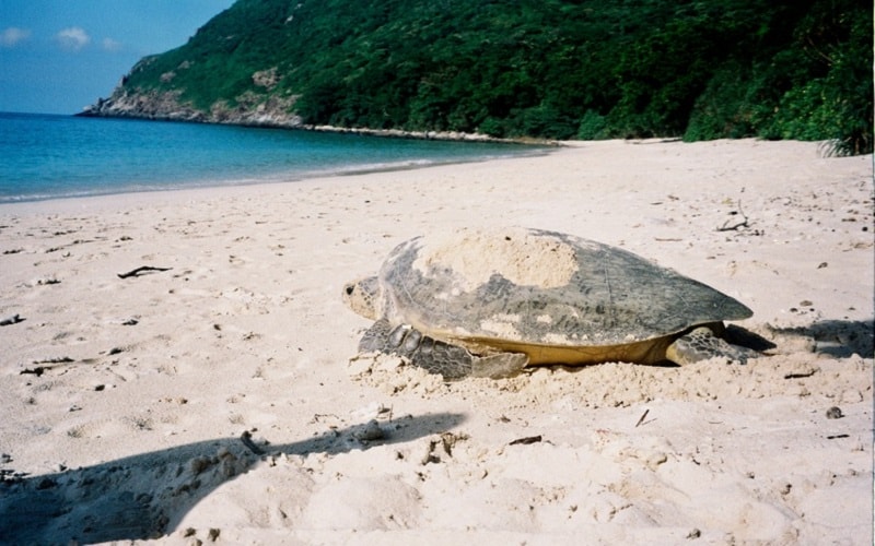 Tạp chí Du lịch Wanderlust Tips | Bảo vệ rùa biển - sứ giả của đại dương xanh