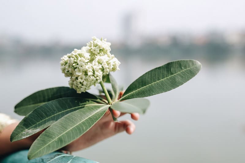 Lời ước hẹn với mùa thu Hà Nội 6 Tạp chí Du lịch Wanderlust Tips | Hẹn nhau giữa mùa thu Hà Nội