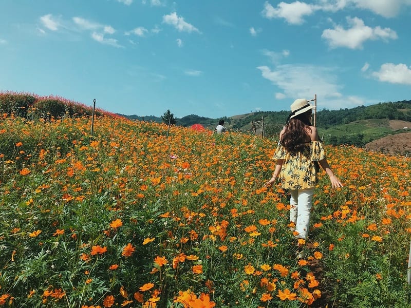 Tạp chí Du lịch Wanderlust Tips | Nhớ về Mộc Châu thanh xuân năm ấy...