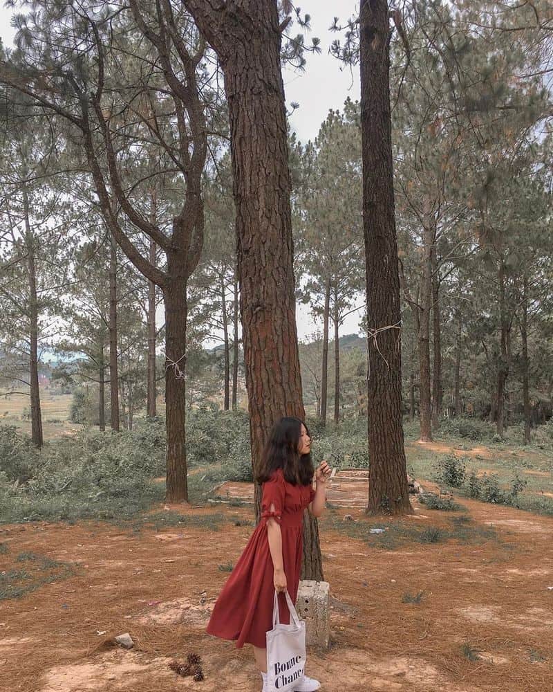 Rừng thông bản Áng đẹp thơ mộng giữa lòng Mộc Châu 10 wanderlust tips rung thong ban ang dep binh yen giua long moc chau 3