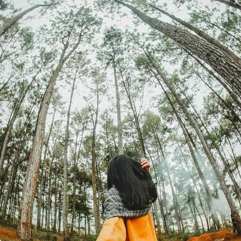 Rừng thông bản Áng đẹp thơ mộng giữa lòng Mộc Châu 7 wanderlust tips rung thong ban ang dep binh yen giua long moc chau 4