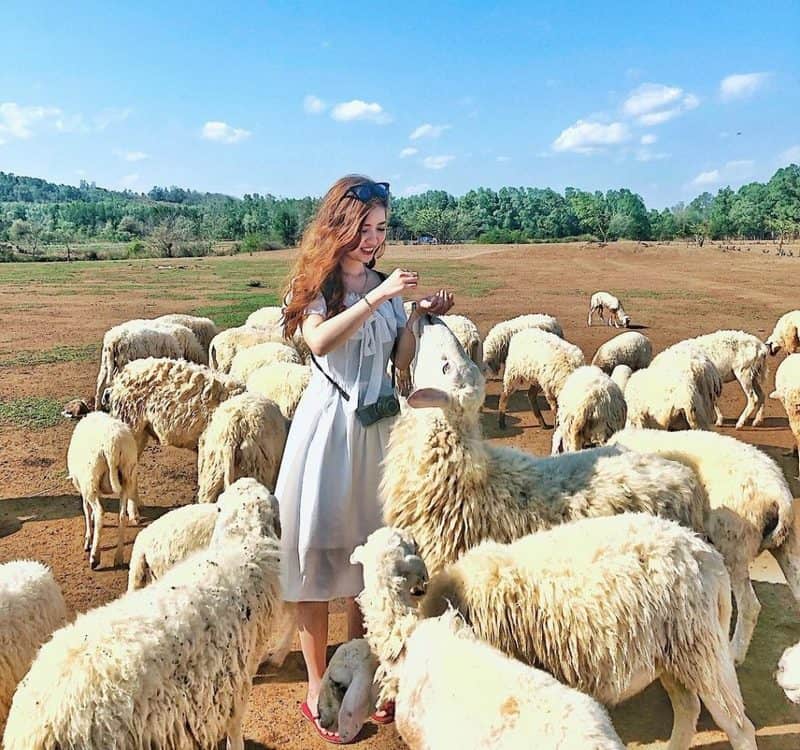 Theo dấu chân du mục ở đồng cừu An Hòa, Ninh Thuận 8 Tạp chí Du lịch Wanderlust Tips | Theo dấu chân du mục ở đồng cừu An Hòa, Ninh Thuận