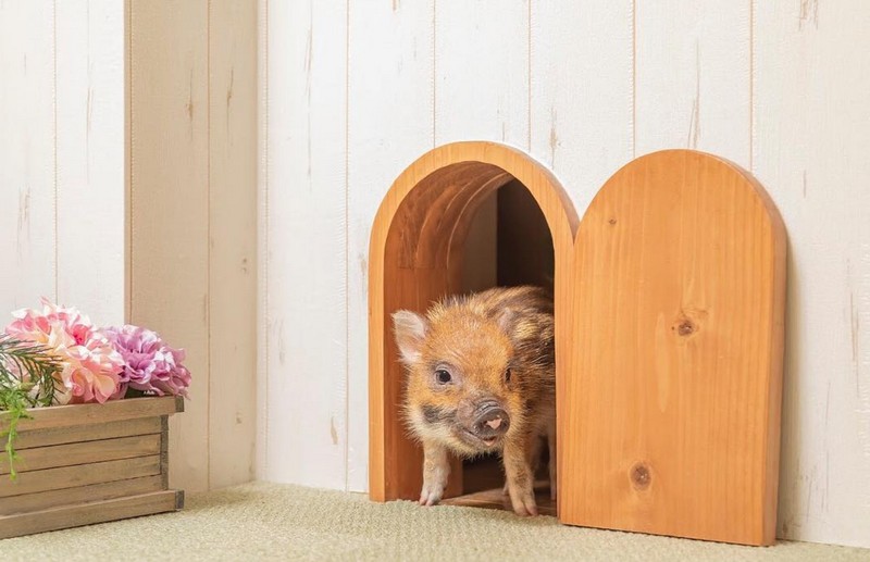 Tạp chí Du lịch Wanderlust Tips | Chết mê với quán cà phê heo tí hon tại Tokyo