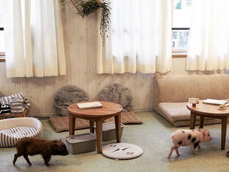 Tạp chí Du lịch Wanderlust Tips | Chết mê với quán cà phê heo tí hon tại Tokyo