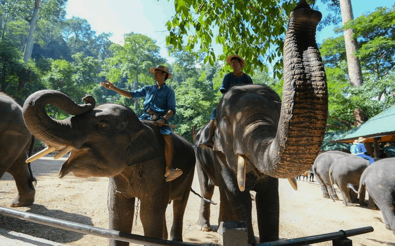 Du khách nước ngoài bị voi húc thủng chân tại Thái Lan