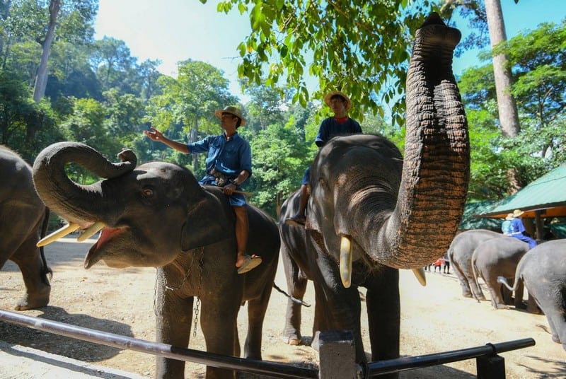 Tạp chí Du lịch Wanderlust Tips | Du khách nước ngoài bị voi húc thủng chân tại Thái Lan