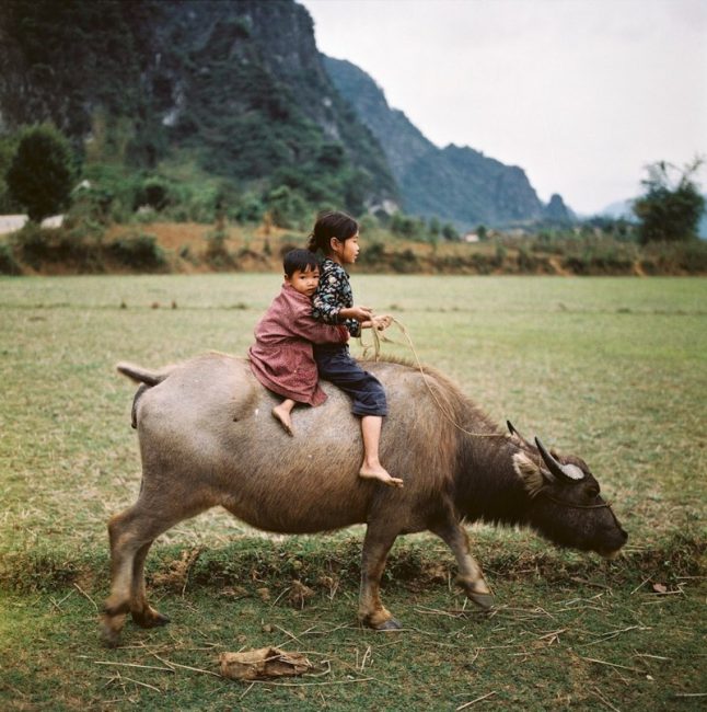 Tạp chí Du lịch Wanderlust Tips Cũng tìm hiểu các loài động vật biểu tượng của các nước châu Á