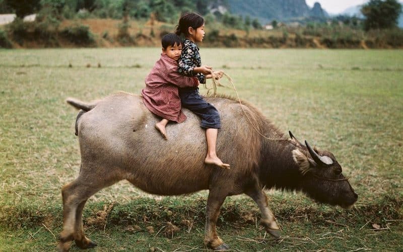Tạp chí Du lịch Wanderlust Tips Cũng tìm hiểu các loài động vật biểu tượng của các nước châu Á