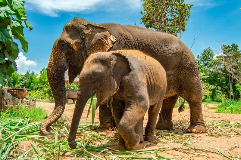 Wanderlust Tips dong vat bieu tuong cho cac nuoc chau A 07