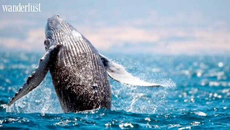 Wanderlust Tips du lich nam phi va nhung cai nhat 04