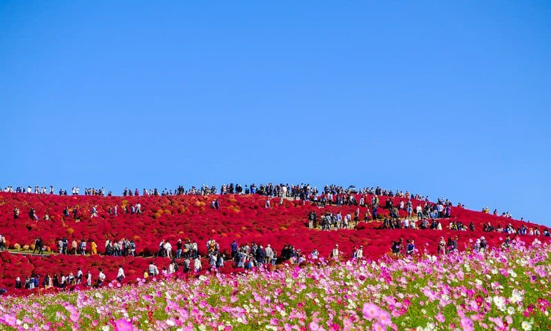 Wanderlust Tips say dam canh dong Kochia Ibaraki Nhat 01 e1568363419253