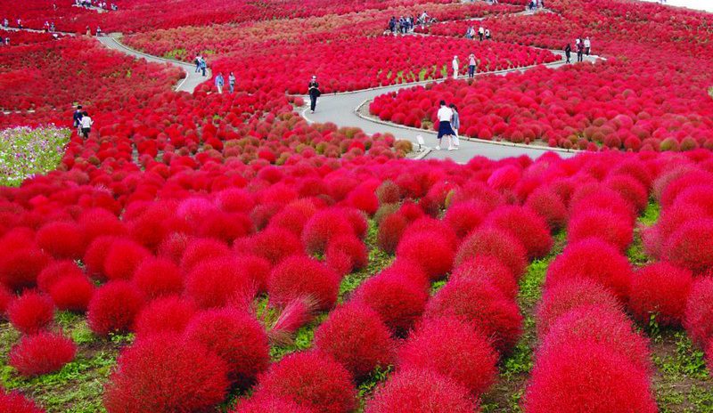Tạp chí Du lịch Wanderlust Tips Say đắm cánh đồng Kochia vào thu tại Ibaraki, Nhật Bản