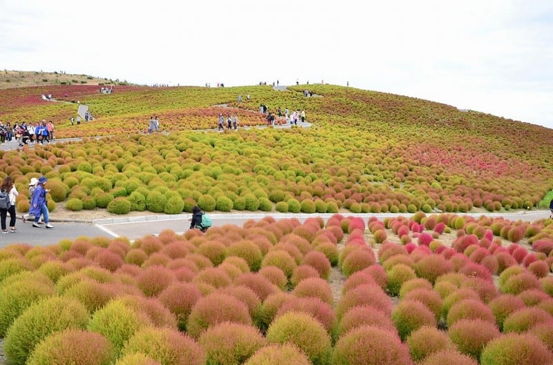 Wanderlust Tips say dam canh dong Kochia Ibaraki Nhat 06