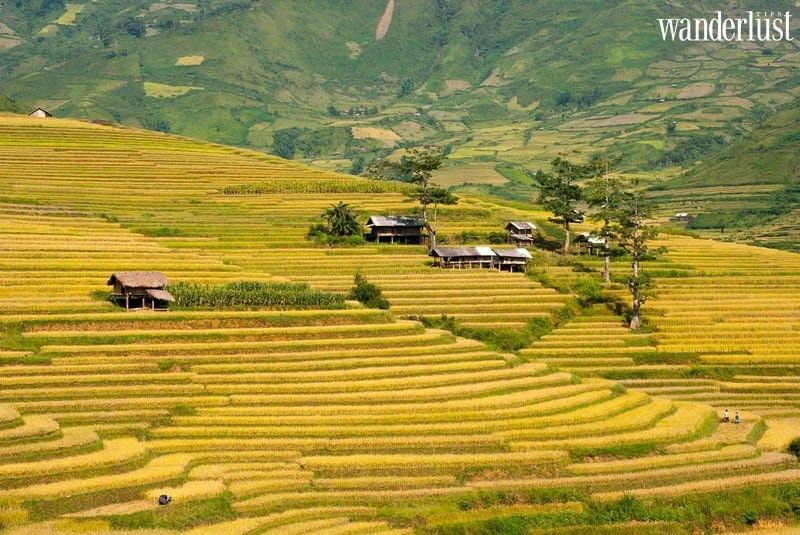 Tạp chí Du lịch Wanderlust Tips | Dừng chân Tú Lệ: Ngắm mùa thu nhuộm vàng lưng trời