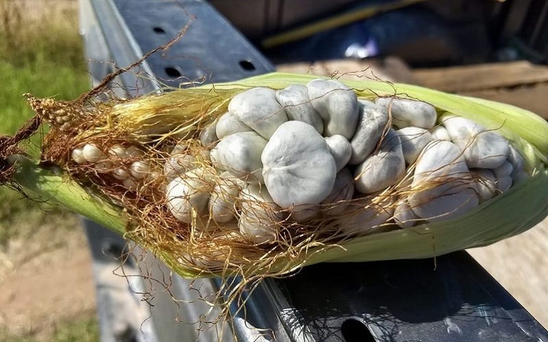Tạp chí Du lịch Wanderlust Tips | Huitlacoche: Món ngô mốc đen nổi danh ở Mexico