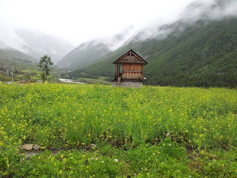 wanderlust tips nguoc ve di vang o ngoi lang chitkul an do 10