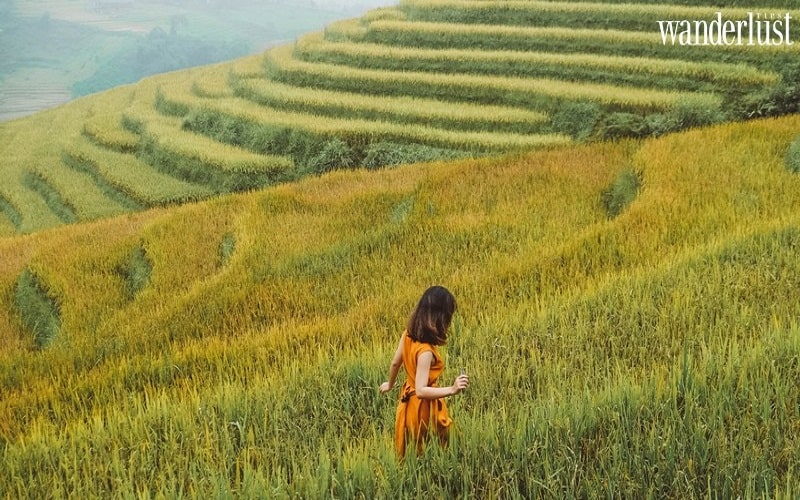 Tạp chí Du lịch Wanderlust Tips | Dừng chân Tú Lệ: Ngắm mùa thu nhuộm vàng lưng trời