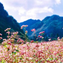 Wanderlust Tips cung duong hoa mua thu 06