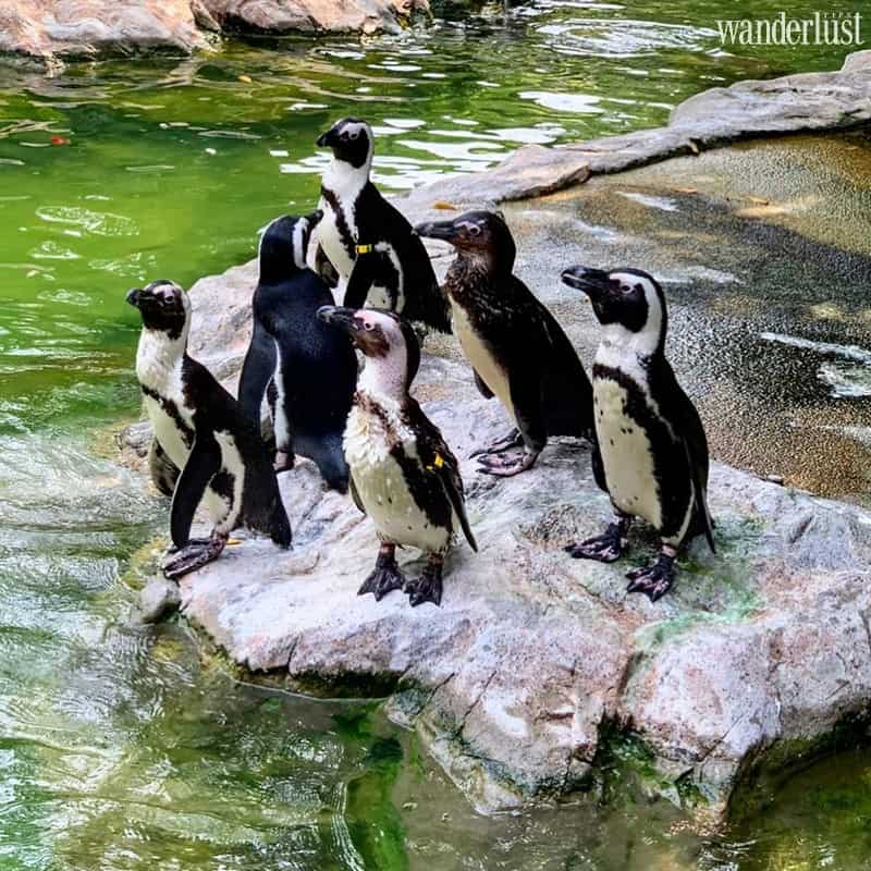 Hòa mình vào thế giới các loài chim tại vườn chim Jurong, Singapore 6 Wanderlust Tips hoa minh vao the gioi cua cac loai chim 04